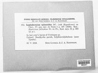 Lophodermium foliicola image